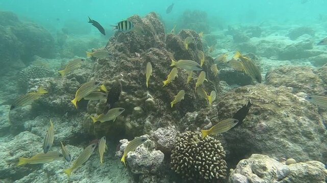 Lutjanus quinquelineatus, the five-lined snapper, is a species of ray-finned fish, a snapper belonging to the family Lutjanidae. It is native to the Indian Ocean and the western Pacific Ocean.