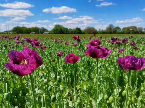 field of poppys
