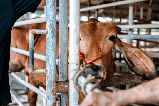 Brown Brahman cow standing in metal cage cattle farm livestock industry agriculture business. Close up brown cow head with red rope indoor stable rustic metal fence pen rural farm.