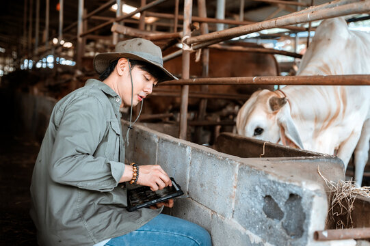 Asian man recording livestock information on tablet device in cattle farm industry agribusiness owner. Checking cattle health in farm livestock management technology modern agriculture.