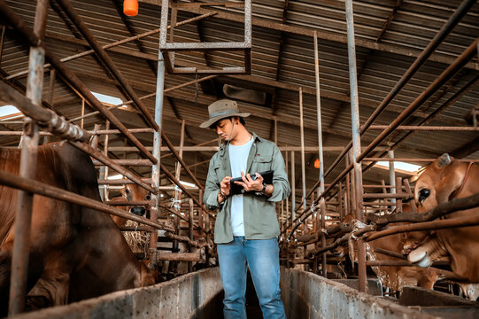 Young Asian rancher working with tablet in cowshed recording beef cattle data digital farm management rural agriculture, Checking cattle health in farm livestock management.