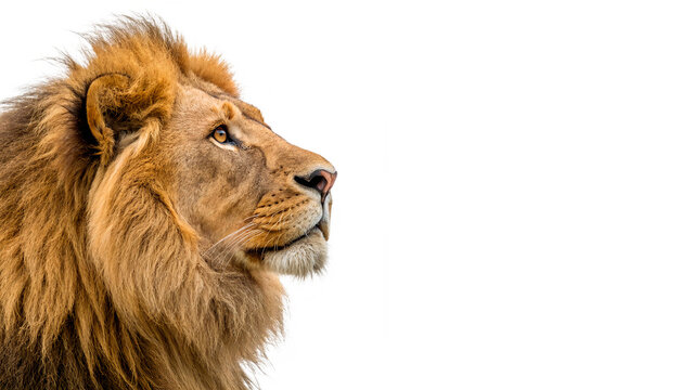 A close up profile portrait of a powerful male African lion with a large dark mane showing wild animal majesty isolated on transparent background cut out