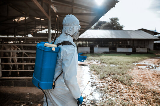 Professional worker wearing PPE hazmat suit disinfecting ranch outdoor or livestock area, Disease prevention spraying disinfectant cow barn, cattle farm biosecurity, livestock disease prevention