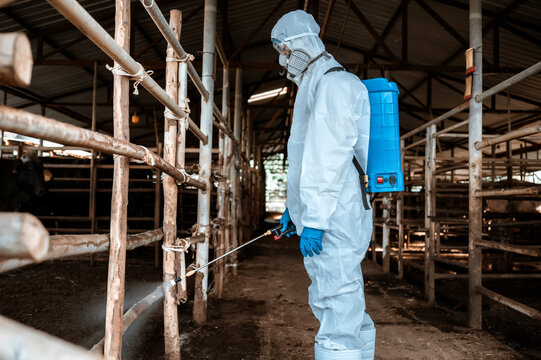 Professional worker wearing ppe hazmat suit spraying disinfectant cattle farm biosecurity measures disease prevention livestock stable, cattle farm biosecurity, livestock disease prevention