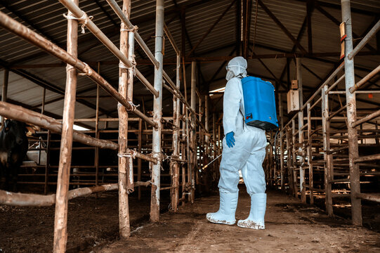 Professional worker ppe suit disinfecting animal farm, livestock disease prevention spraying disinfectant cow barn, Disinfecting livestock area protective equipment agriculture industry.