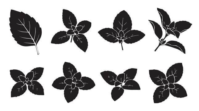 Mint leaves in silhouette against a white background with various arrangements for culinary or botanical design