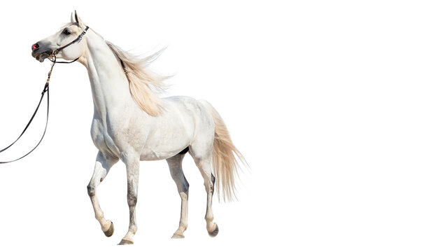 A beautiful white horse stallion walking gracefully side view for horse riding school, equestrian sport or nature wildlife concepts isolated on transparent background cut out