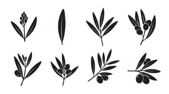 Olive branches with olives in silhouette against a white background symbolizing nature and Mediterranean cuisine