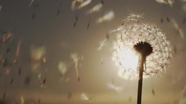 Dandelion seeds blowing in wind against golden sunset background in slow motion cinematic footage.
