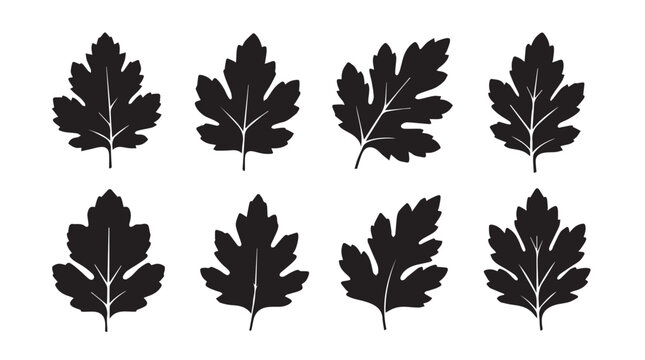 Botanical silhouette of eight parsley leaves against a white background for culinary or design projects