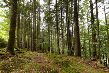 Fototapeta premium foresta di conifere in montagna, nel nord Italia, di giorno, in estate, con cielo nuvoloso