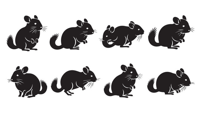 Chinchilla silhouettes in various poses against a white background in a clean graphic style