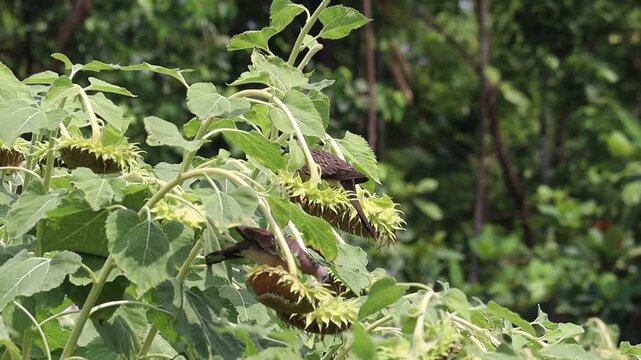 Sunflower Feast:  A lively gathering of small birds perched among drooping sunflower heads, creating a vibrant scene of nature's bounty and the symbiotic relationship between plant and creature.