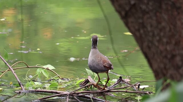Solitary Bird by the Lake: A tranquil moment captured as a solitary bird perches gracefully near a serene lake, framed by the lush greenery of its natural habitat.