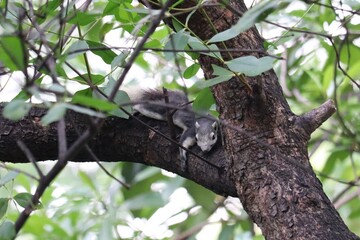 Fototapeta premium Squirrel on Tree Branch: A charming squirrel rests on a sturdy tree branch, surrounded by lush green foliage, showcasing its natural habitat.