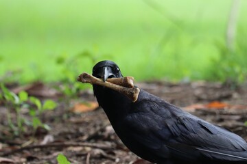 Obraz premium Raven Holding Bones: A raven, with its sleek, black plumage, stands on the forest floor, holding bone in its beak, against a backdrop of green. A captivating glimpse into the raven's natural behavior.
