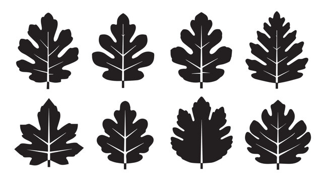 Fig leaves set in silhouette against a white background symbolizing nature and organic growth