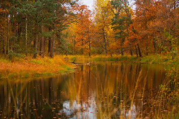 Naklejka premium River Sluch (Belarus) in autumn
