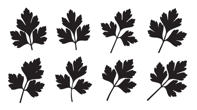 Parsley leaves isolated as black silhouettes on a white background with copy space for design elements