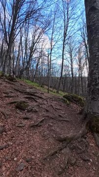 POV Hiking Up Mountain Forest Trail in Spring, First Person Walking Through Woodland Path With Trees and Nature Scenery, Outdoor Adventure Trekking in Wilderness, Scenic Travel Journey in Green Forest