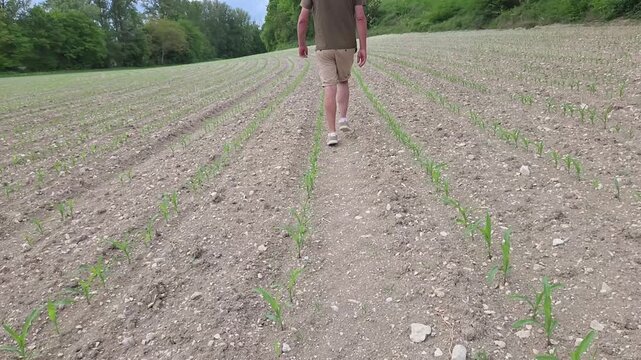 Technicien agricole ou agriculteur traversant un champ de ma&iuml;s en pleine croissance, au c&oelig;ur d&rsquo;un paysage rural, illustrant les pratiques et techniques modernes de culture agricole.