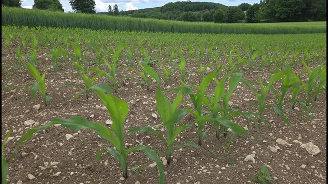 Semence de ma&iuml;s en croissance dans un champ agricole, au c&oelig;ur d&rsquo;un paysage rural, illustrant les techniques de culture agricole