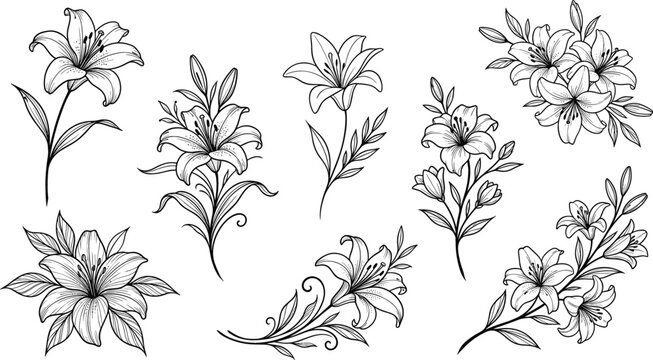 Vintage hand drawn lily flower sketch collection with detailed line art floral bouquets branches and buds isolated on white background vector illustration