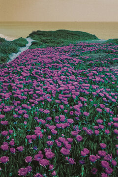 bed of flowers