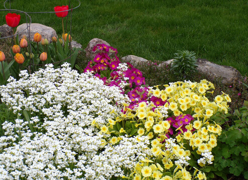Blooming  flowers on flower bed