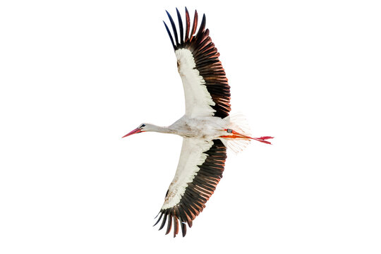 A real white stork (Ciconia ciconia)flying, wings are outstretched in a display of nature's aerial prowess. rhineland palatinate, Germany, Palatinate forest