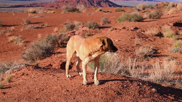 A dog standing in a desert landscape with large, distinctive red rock formations.