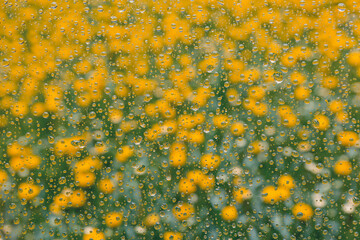 Raindrops on glass with colorful flowers creating vibrant floral texture background in soft natural light © 미정 최