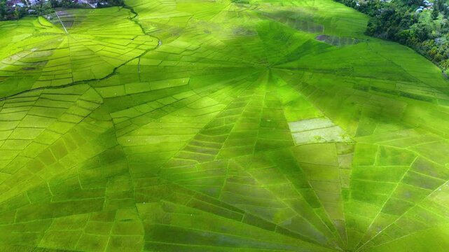 Aerial view of Lingko Spider Web Rice Fields featuring unique circular irrigation patterns and vibrant green crops under bright daylight in Ruteng, East Nusa Tenggara, Indonesia.