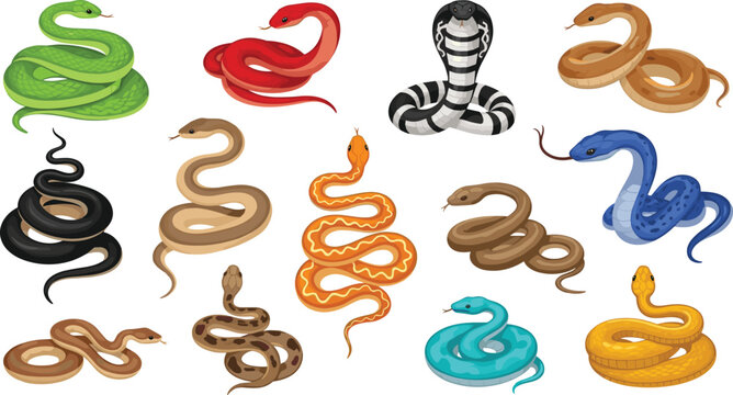 Snake Species Icon Set with Colorful and Realistic Illustrations of Various Snakes for Animal, Nature, and Wildlife Designs