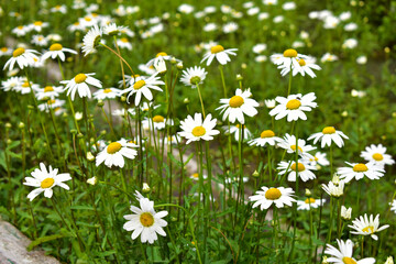 Fototapeta premium A vibrant landscape shot featuring dense cluster of blooming white daisies with yellow centers scattered across a lush green grassy field .