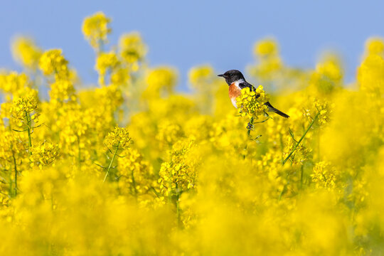 European Stonechat (Saxicola rubicola) perched on a yellow rapeseed flower in a vast blooming field. Vibrant spring colors, clear blue sky background, and professional wildlife photography. 