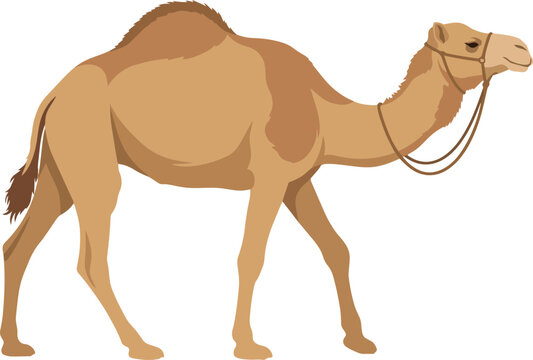 A camel walks across the desert landscape with reins on its face