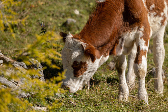 mucca dal manto marrone e bianco, al pascolo, che bruca l'erba in un prato, nelle montagne del nord Italia, di giorno, in estate