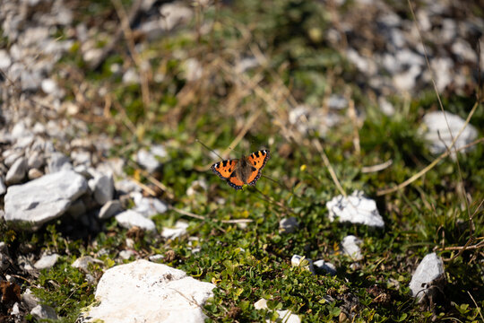 bellissima farfalla dalle ali arancioni e con puntini neri e bianchi sopra un filo d'erba, in un campo, di giorno, in estate, tra le montagne del nord Italia, foto con vista macro