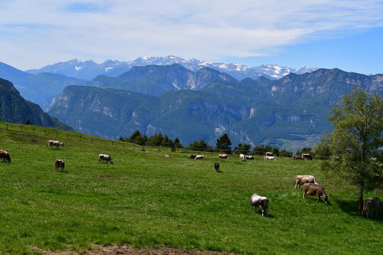 K&uuml;he auf der Weide und Berggipfel bei Truden in S&uuml;dtirol