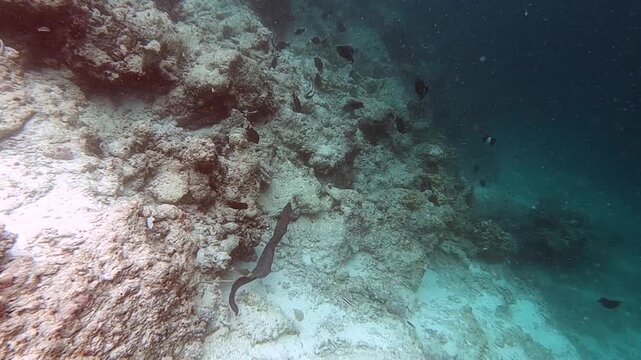 The moray is a species of moray eel and a species of marine fish in the family Muraenidae, Indian Ocean, Maldives