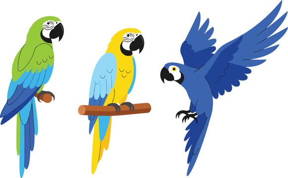 Colorful tropical macaw parrot collection with flying and perched exotic birds isolated on transparent background vector illustration