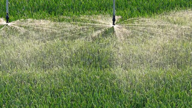 Slow motion drone shot of an irrigation system watering a wheat field, helping plants grow during the dry season and increasing crop yields - slow motion