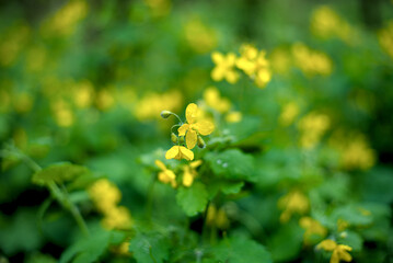 Fototapeta premium Yellow ordinary celandine flowers are blooming