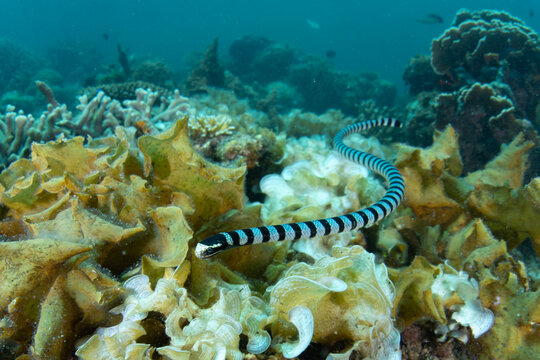 A Yellow-lipped sea krait, Laticauda colubrina, hunts for small prey on a shallow reef in El Nido, Philippines. This banded snake is highly venomous but is quite docile.