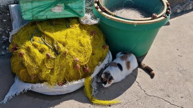 Morning in Bali old port, Crete with cat playing near fishing nets. 4k video of traditional village harbor with boats and baskets. Authentic calm Greek life, Mediterranean sea landscape.