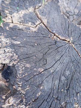 This captivating backdrop showcases a weathered tree stump cross-section, featuring dramatic radial cracks and visible growth rings