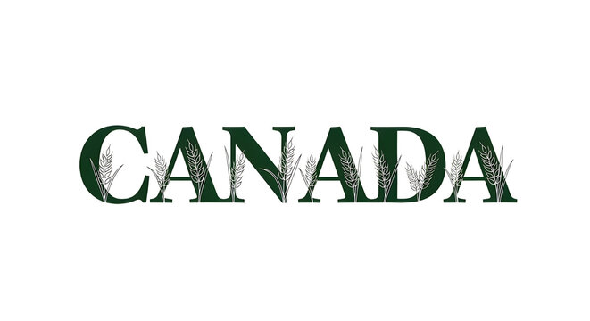 Canada text typography with wheat stalk patterns isolated on transparent background for national agricultural branding and design