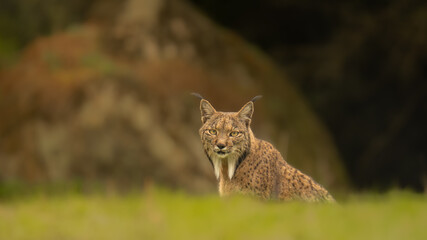 Fototapeta premium Frontal Portrait of an Iberian Lynx in the Grass