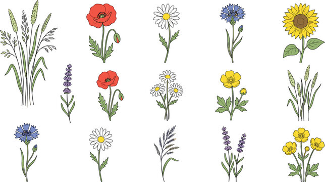 Large collection of hand drawn summer wildflower set with poppies sunflowers daisies lavender and cornflowers among wild meadow grasses